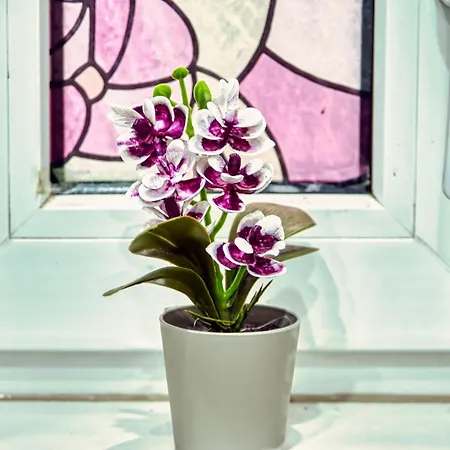 Alice's Dream With Free Garage Sarajevo